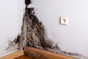 Professional Mold Testing & Removal Germantown