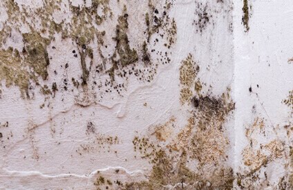 Mold Testing & Removal