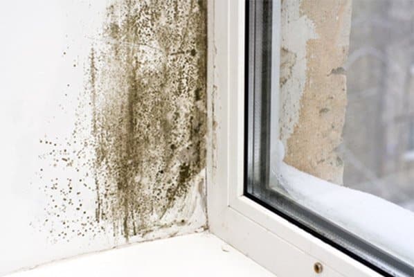 mold remediation in annapolis