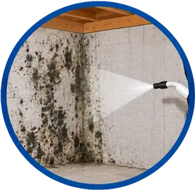 mold remediation